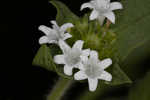 Tropical Mexican clover